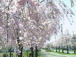 日中線のしだれ桜（喜多方市）